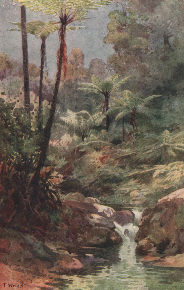 'Tree Ferns' by Frank Wright. New Zealand 1908 old antique print picture